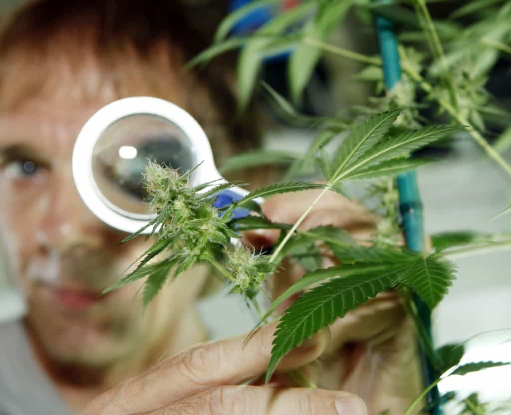 Chinese Money Transformed California Houses Into Illegal Marijuana Grow Houses Chinese Money Transformed California Houses Into Illegal Marijuana Grow Houses