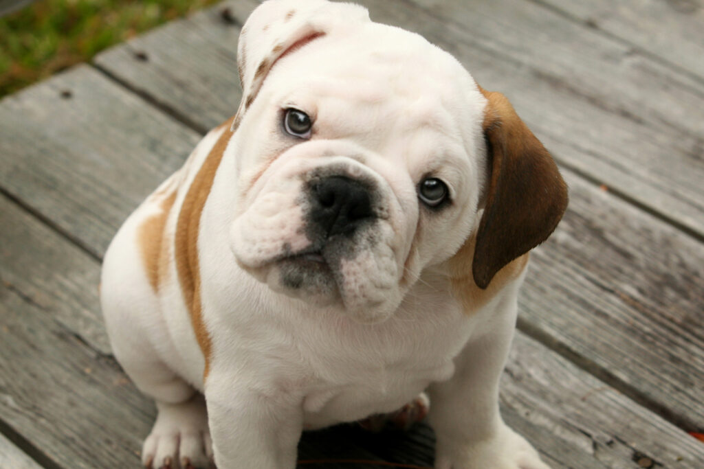 Olde English Bulldog Puppy