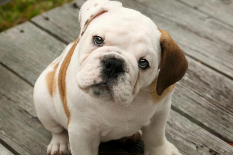 Olde English Bulldog Puppy