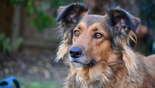 Dog lawfuel