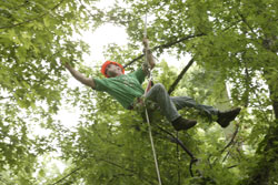 Personal Injury Tree Pruning Risks Increase 3