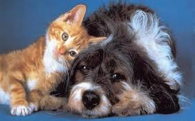Big Law Firm Wins For Small Animals & Deceptive Pet Leasing Industry