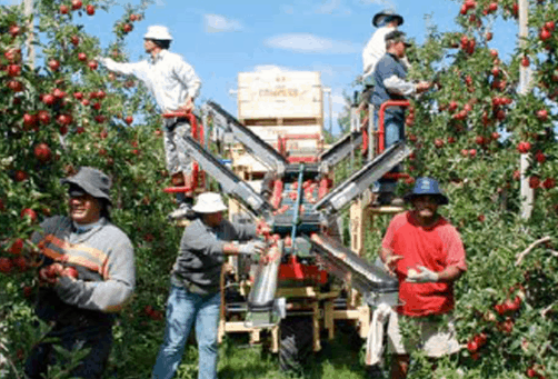 Migrant worker rights in NZ, time to set the record straight 2