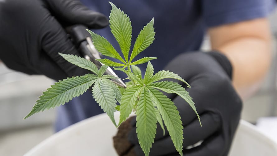 Legal Marijuana Deliveries Are Being Challenged by California Cities 2