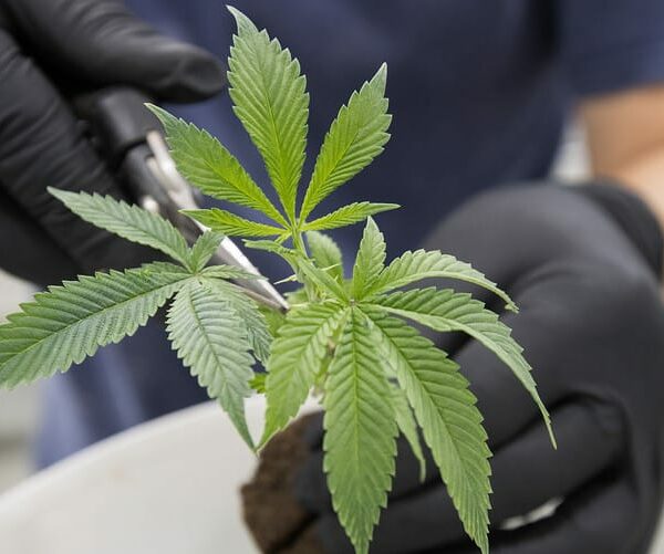 Cannabis Policy – What Might Happen Under Joe Biden