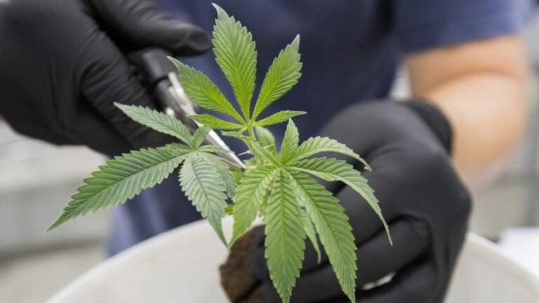 Marijuana sales