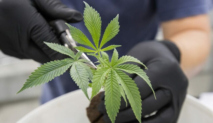 Perkins Coie Cannabis Law Addition – Director of…