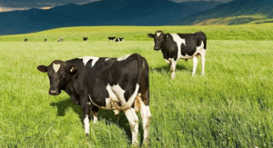 Power Law Briefing: Retaining the Use of Productive Land 1