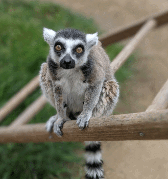 Man Who Steals Endangered Animal As Personal Pet Spends Time in His Own Cage