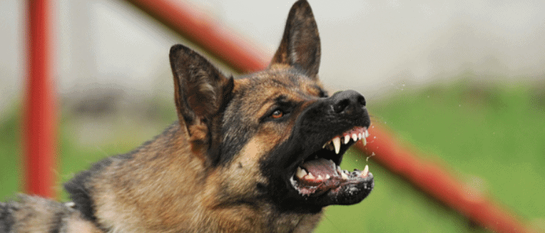 What Dog Bite Law Applies When You Have To Seek Legal Help For Dog Bite Cases 2