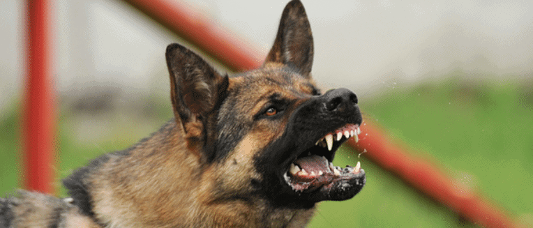 What Dog Bite Law Applies When You Have To…