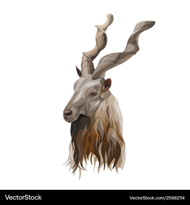Markhor head mountain goat portrait vector