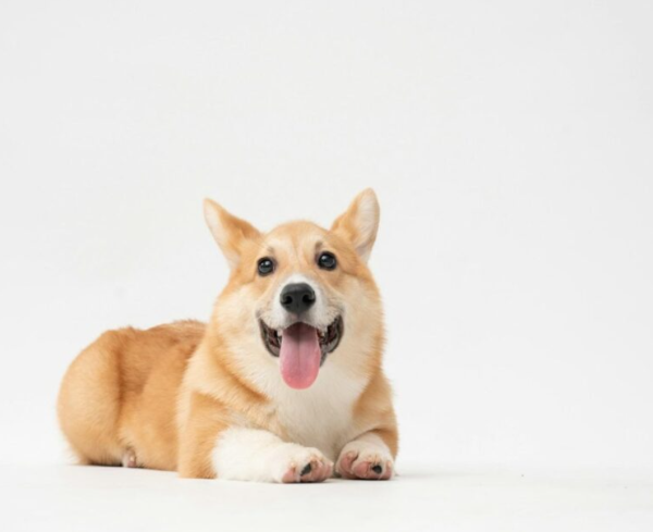 Pet Custody After Divorce: What to Consider Before You Decide