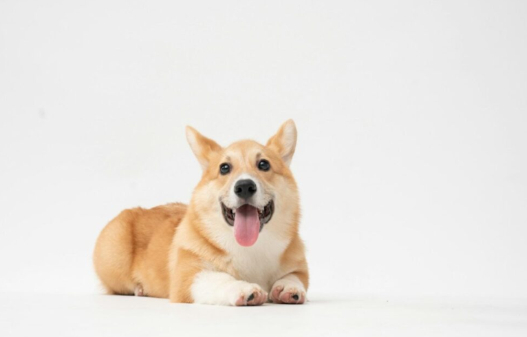 Pet Custody After Divorce: What to Consider Before You Decide