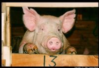 Swineflu
